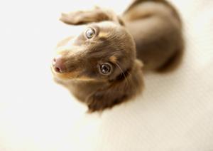 平塚の信頼できる動物病院徹底ガイド｜2025年最新情報と選び方のポイント