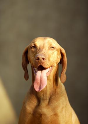 愛犬・愛猫の健康を守る！ロイヤルカナン療法食の選び方と効果ガイド