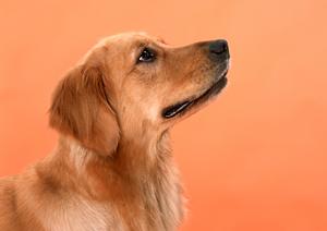 伊勢原で信頼できる動物病院を選ぶためのポイントとおすすめ施設ガイド