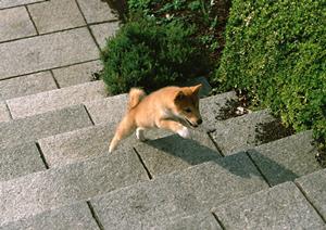 シロアリ駆除の信頼と実績を誇るアサンテ:即日対応&土日祝も受付中